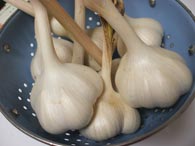 milky garlic01