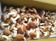 siitake01