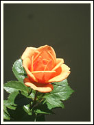 �o���̎ʐ^01